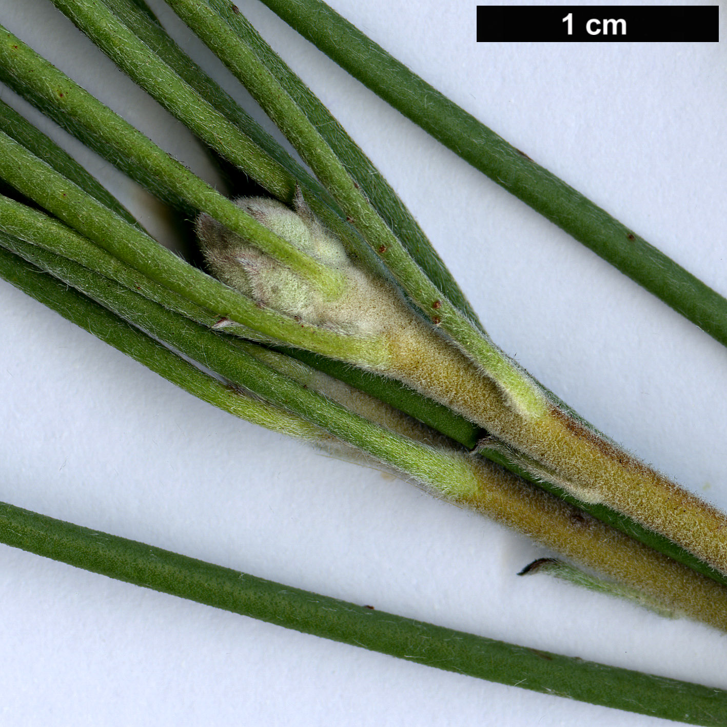 High resolution image: Family: Proteaceae - Genus: Isopogon - Taxon: scabriusculus - SpeciesSub: subsp. stenophylla